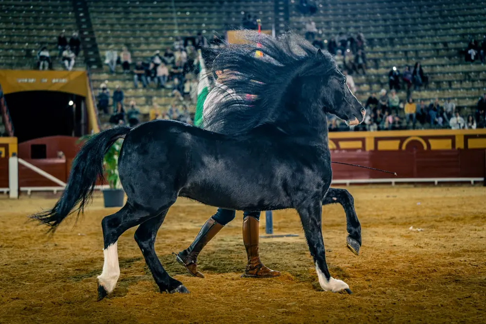 Fotografía de espectáculo en directo